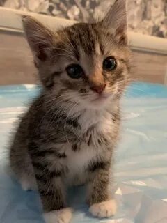 Котята в минске