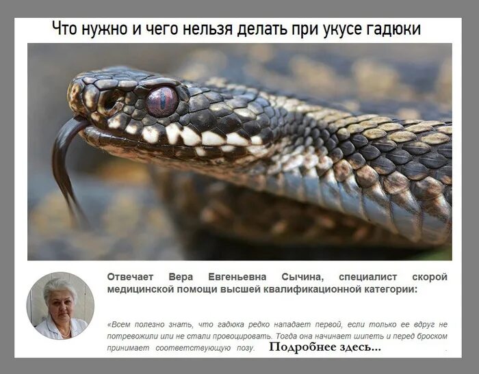 Как не допустить укуса гадюки. Что делать при укусе гадюки. при укусе гадюки необходимо.