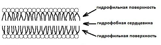 Средства гидрофильные при каких работах. Бутербродная модель мембраны. Липидный бислой кожи. Липидный бислой гидрофильные хвосты. Мембрана гидрофобная и гидрофильная.