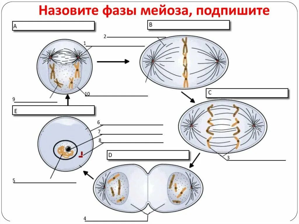 Самостоятельная мейоз. Схемы фаз митоза и мейоза. Схема митоза и мейоза. Деление клетки митоз схема. Фазы митоза схема.