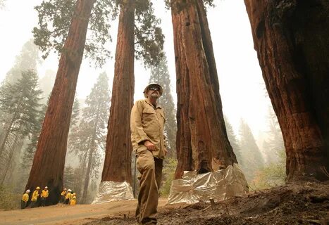 Hard times at sequoia state park