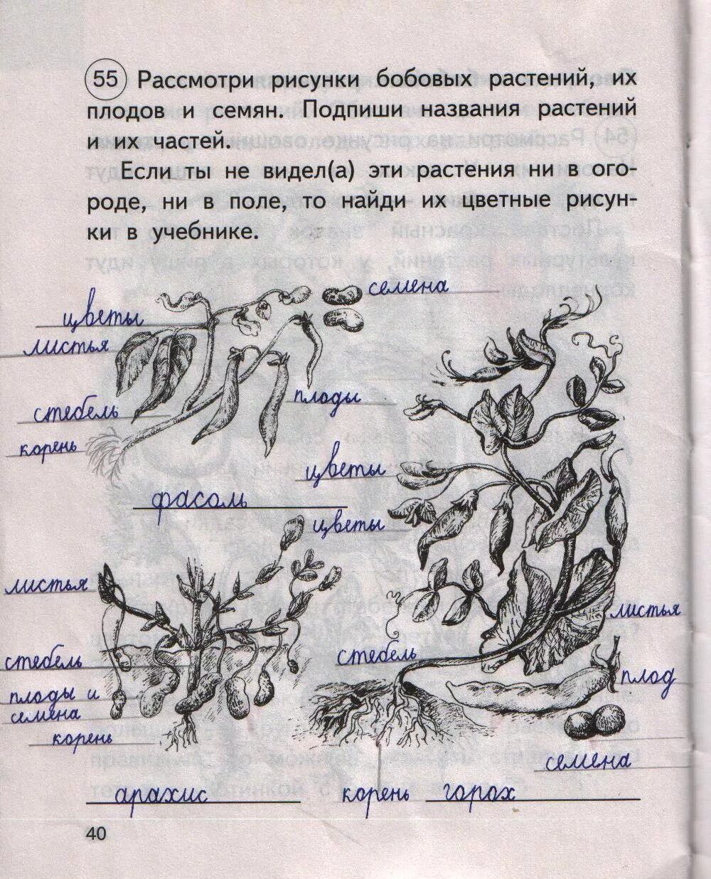 Окружающий мир 2 класс 40 43. Окружающий рабочая тетрадь страница 40. Окружающий мир рабочая тетрадь 2 стр 40. Окружающий мир 2 класс рабочая страница 40. Окружающих мир 2 класс рабочая тетрадь 2 часть стр 40.