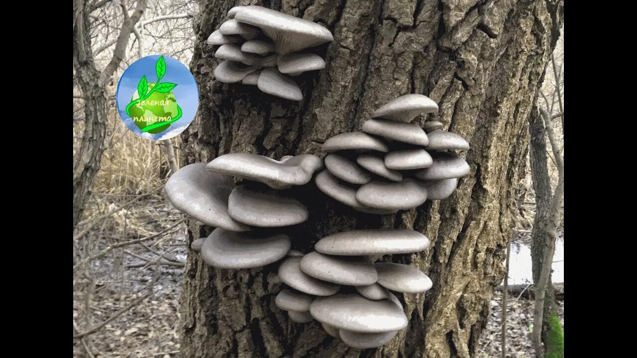 Вешенки на пнях. Вёшенка устричная (Pleurotus ostreatus). Вешенка р80. Вешенка Лесная ложная. Гриб вешенка р80.