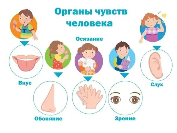 Какие органы чувств человек получает информацию. Органы чувств человека.