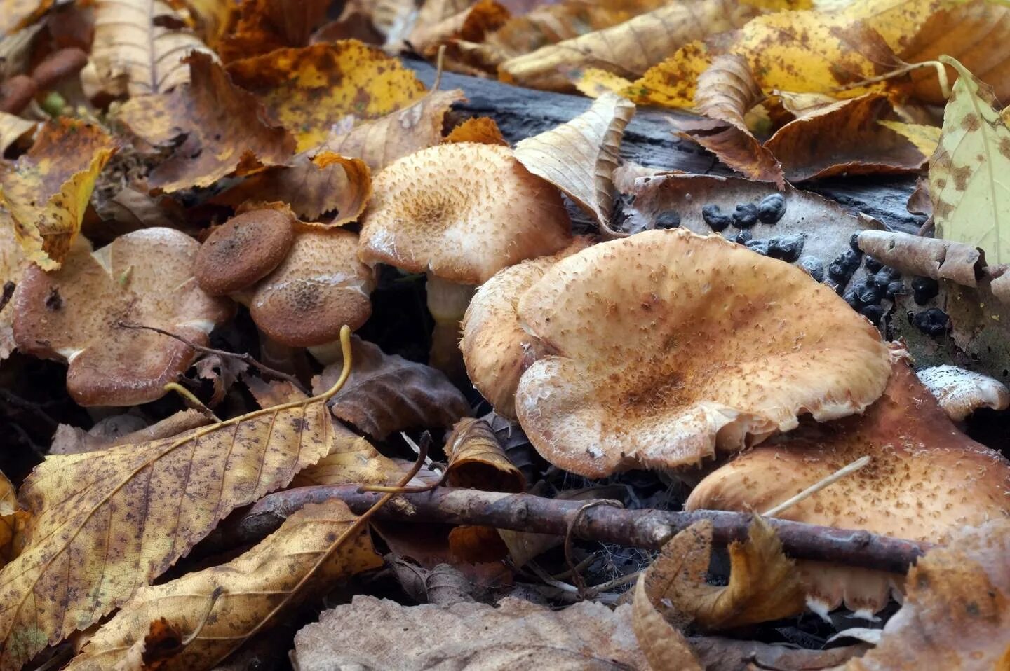 Какие грибы в начале. Грибы ХМАО. Поздние грибы в октябре съедобные. Поздние осенние грибы Подмосковья съедобные. Осенние грибы Подмосковья съедобные в октябре.