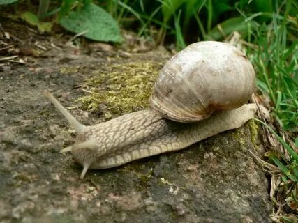 Slow f