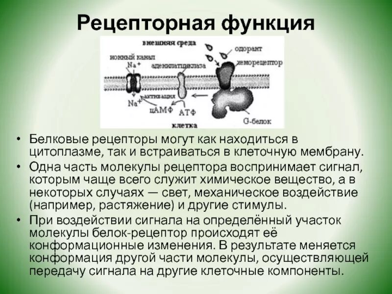 Рецепторные белки мембраны. Рецепторная функция белков. Рецепторные белки функции. Рецепторная функция белка.