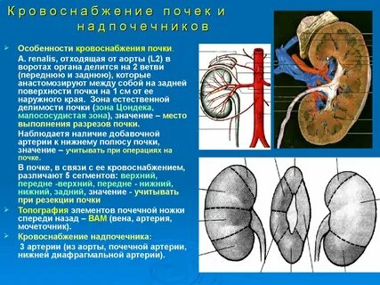 Нижний полюс