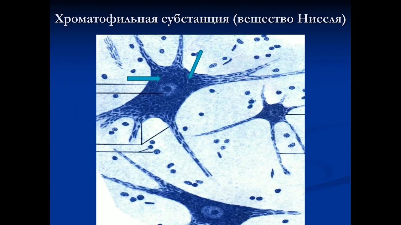 Тигроид гистология. Тельца ниссля гистология. вещество ниссля в нейронах. хроматофильная субстанция ниссля.