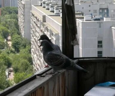 Как отпугнуть голубей с подоконника