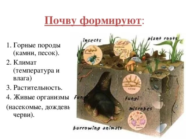 Почвы разнообразие почв. Почва 7. Чернозём каштановые и подзолистые почвы. Защита почвы. Почва в разрезе.