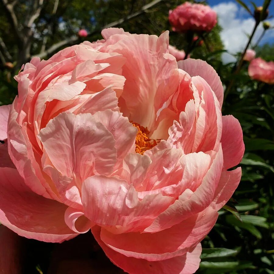 Пион корал шарм. Пион травянистый корал шарм. Сансет шарм пион. Пион charm. Пион корал суприм.