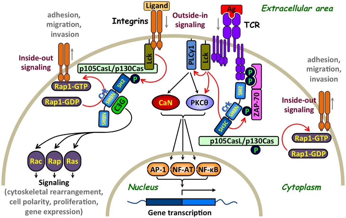 Core signaling. Рецептор интегрин. лиганд интегрина. proteins in cell. signaling from t cell receptor.
