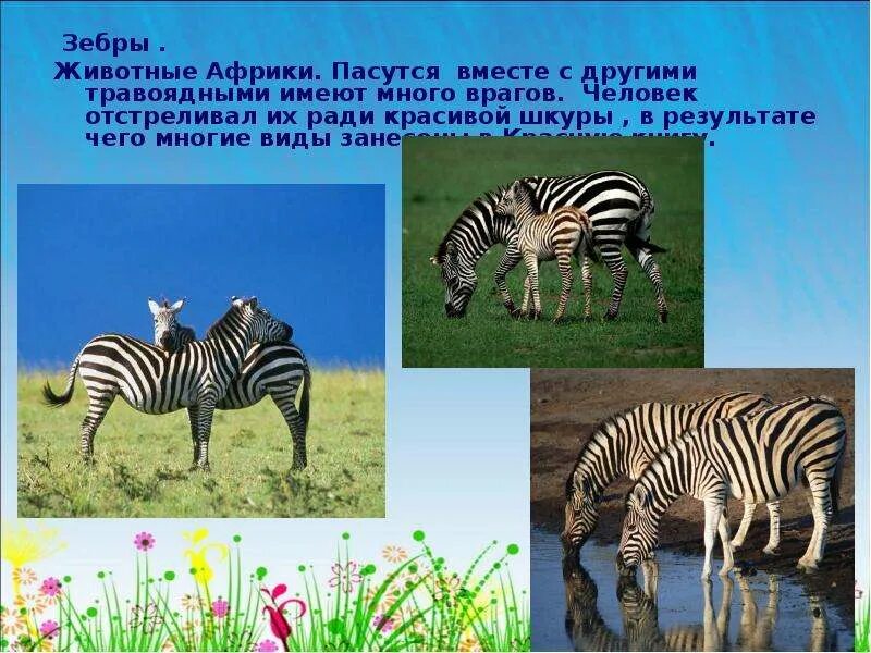 Зебра это растительноядное животное. Зебра травоядное животное. зебра презентация. краснокнижные животные африки. зебры в африке сообщение.