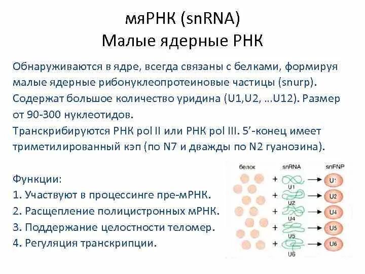 Функции мя РНК. Строение малых ядерных РНК. Малая ядерная РНК функции. Роль МЯРНК.