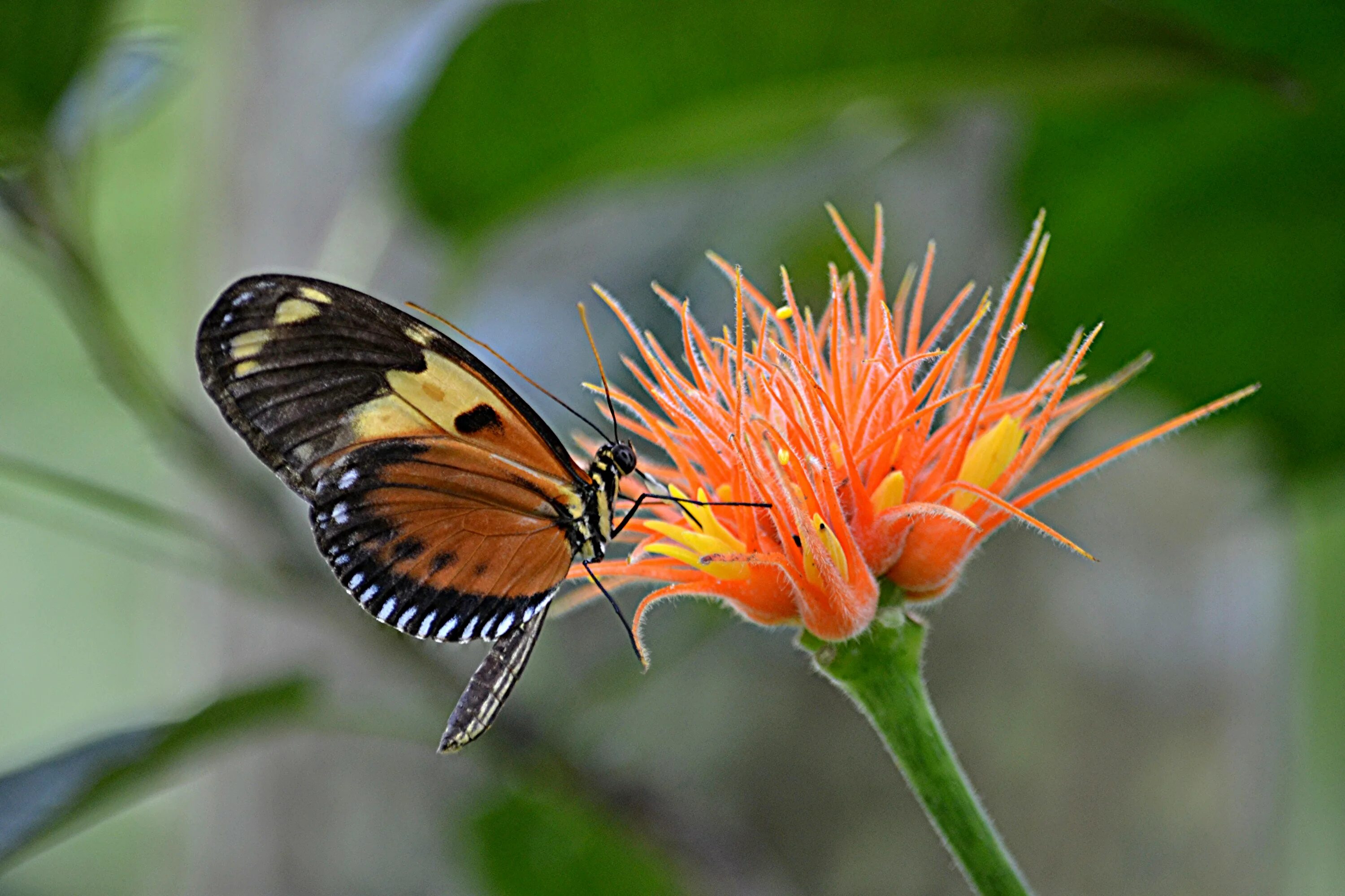 Медоносная пчела опылитель. Цветочки. Насекомые опылители названия. Разнообразие насекомых опылителей. Насекомые опылители цветковых растений таблица.
