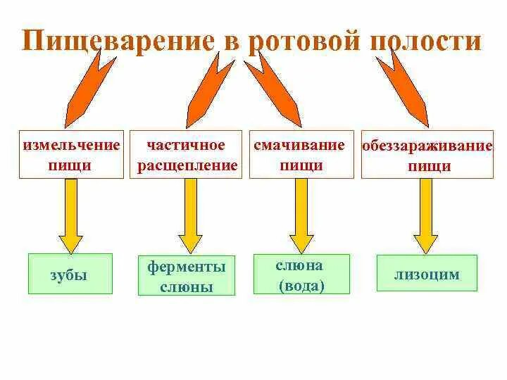 Назовите ферменты ротовой полости. Основное пищеварение в ротовой полости. Роль полости рта в процессе пищеварения. Процесс пищеварения в полости рта. Схема процессов пищеварения в ротовой полости.