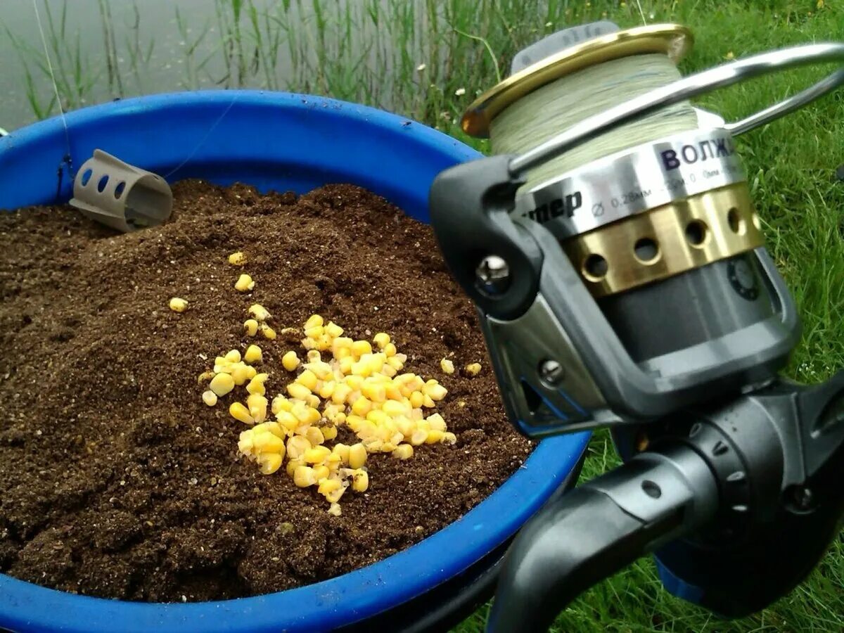 Прикормка карпа кукурузой. Прикормка карпа кукурузой. Прикормка кукуруза. Кукуруза для рыбалки на карпа. Прикормка кукуруза.