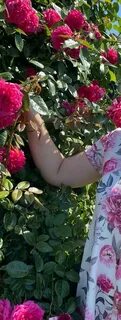 Answer rose