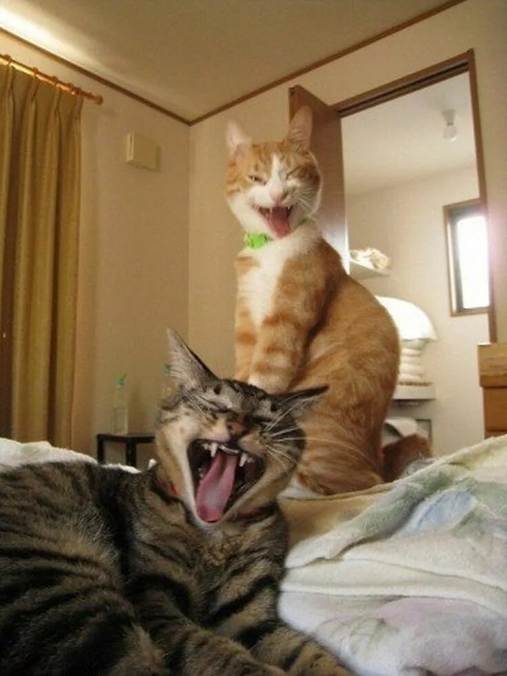 Говорящие смешные кошки. Прикольные коты. Прикольные картинки. Приколы про кошек. Смешной кот.