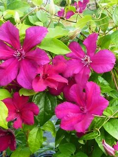 Клематис кардинал вышинский описание отзывы фото сорта