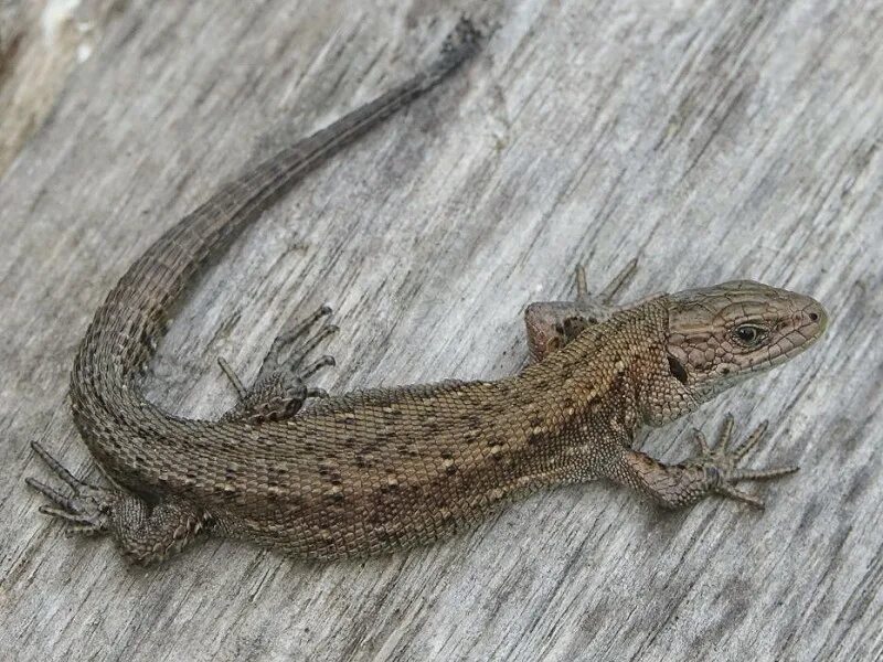 Ящерица обыкновенная серая. Живородящая ящерица (Zootoca vivipara). Кескелдирик. Common Lizard. Кескелдирик фото.