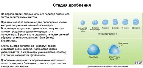 Дробление завершается образованием