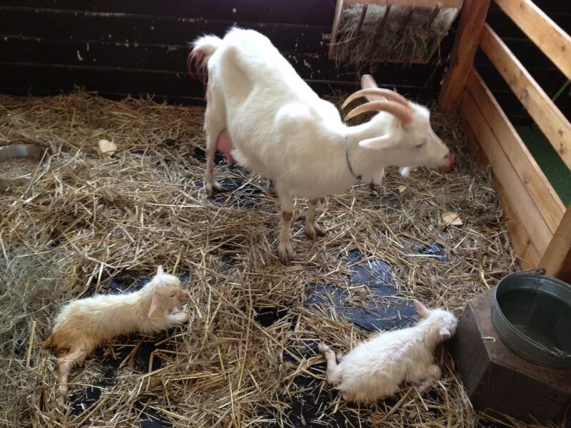 Новорожденный козлик. Чешские козлята с первых дней жизни. Новорожденный козленок. Белый козленок. Новорождённые козлята.