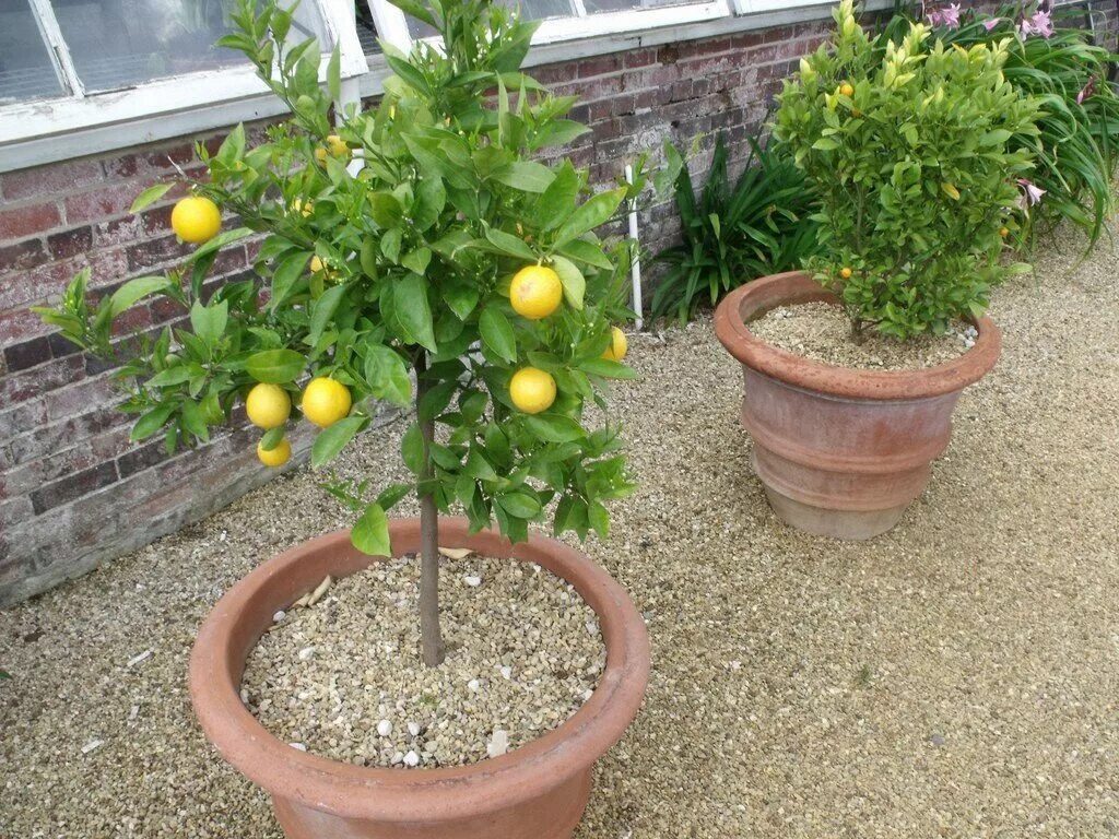 Можно из косточки лимона вырастить лимон. Карликовый цитрус. Цитрус (комнатное растение) лимон Мейера. Лимон Лисбон. Прорастить лимон.
