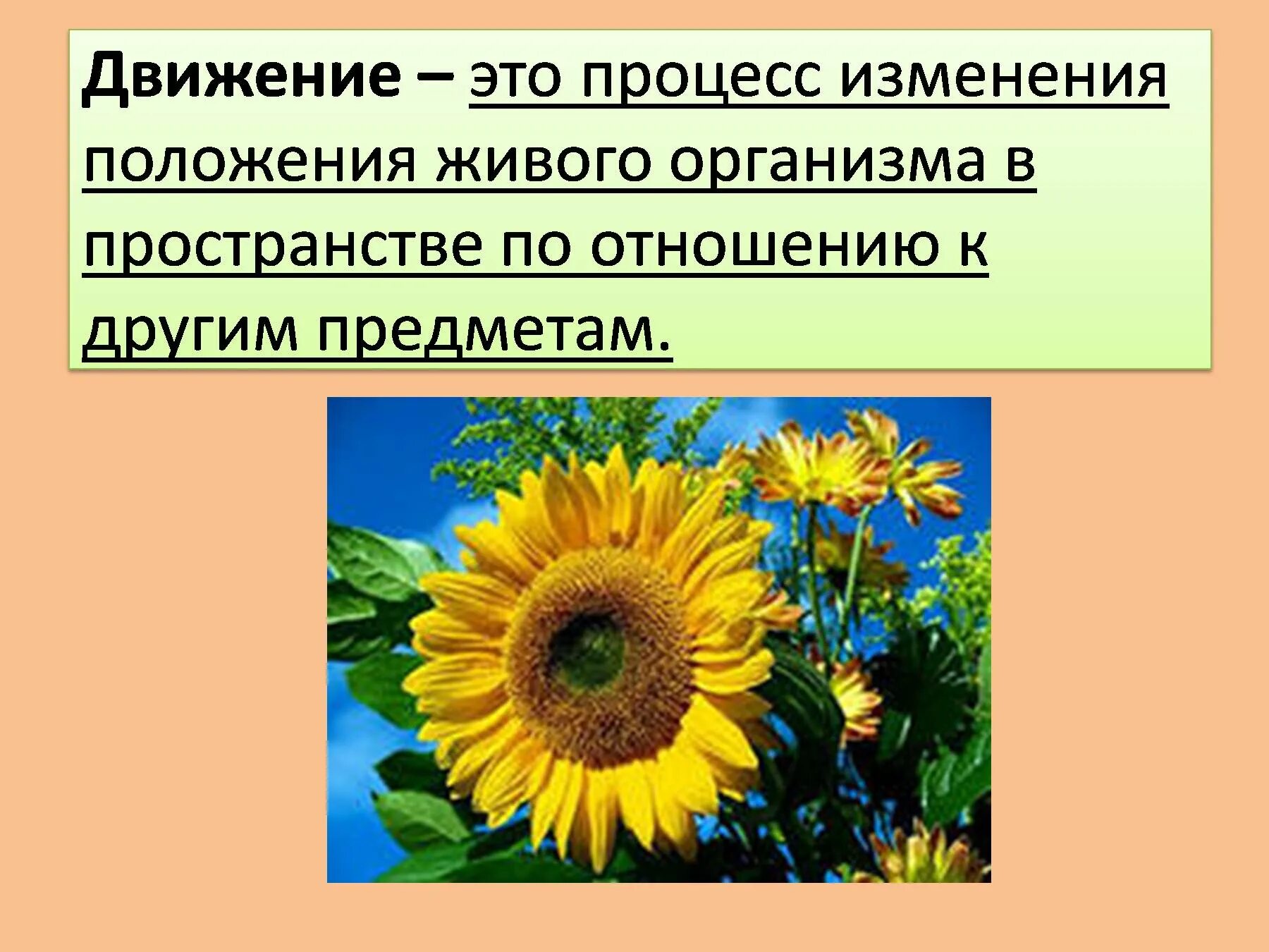 Отличия живых организмов от неживых объектов. Живое отличается от неживого биология. Живые и неживые организмы отличия. Свойства живых организмов отличия от неживых. Живые системы от неживых отличаются.