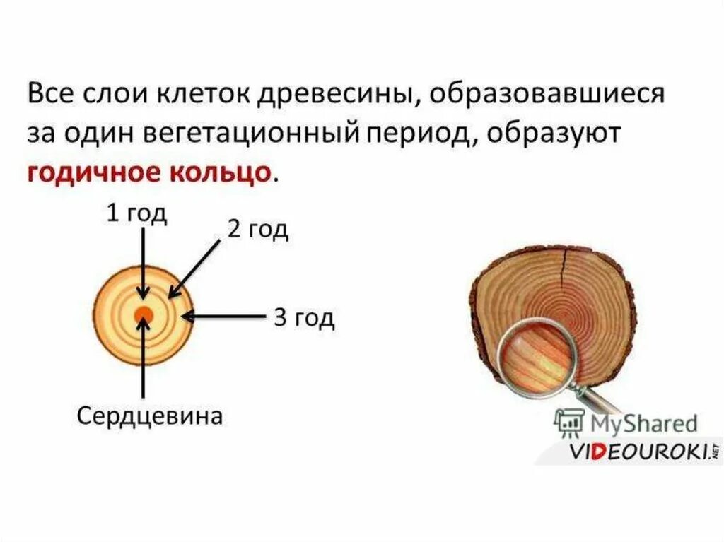 Древесные стебли образуются у. Годичные кольца древесины строение. Строение стебля годичные кольца. Годичные кольца древесины биология. Годичные кольца строение.