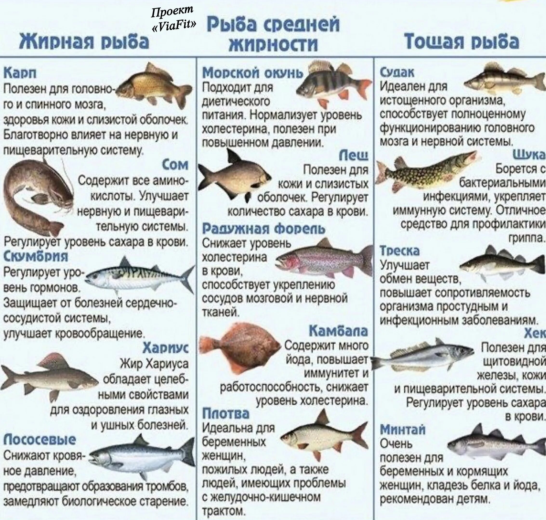 Какая рыба полезна для организма. Нежирные сорта рыбы. самая полезная рыба. нежирные сорта рыбы список. не жирные сориютв рыбы.