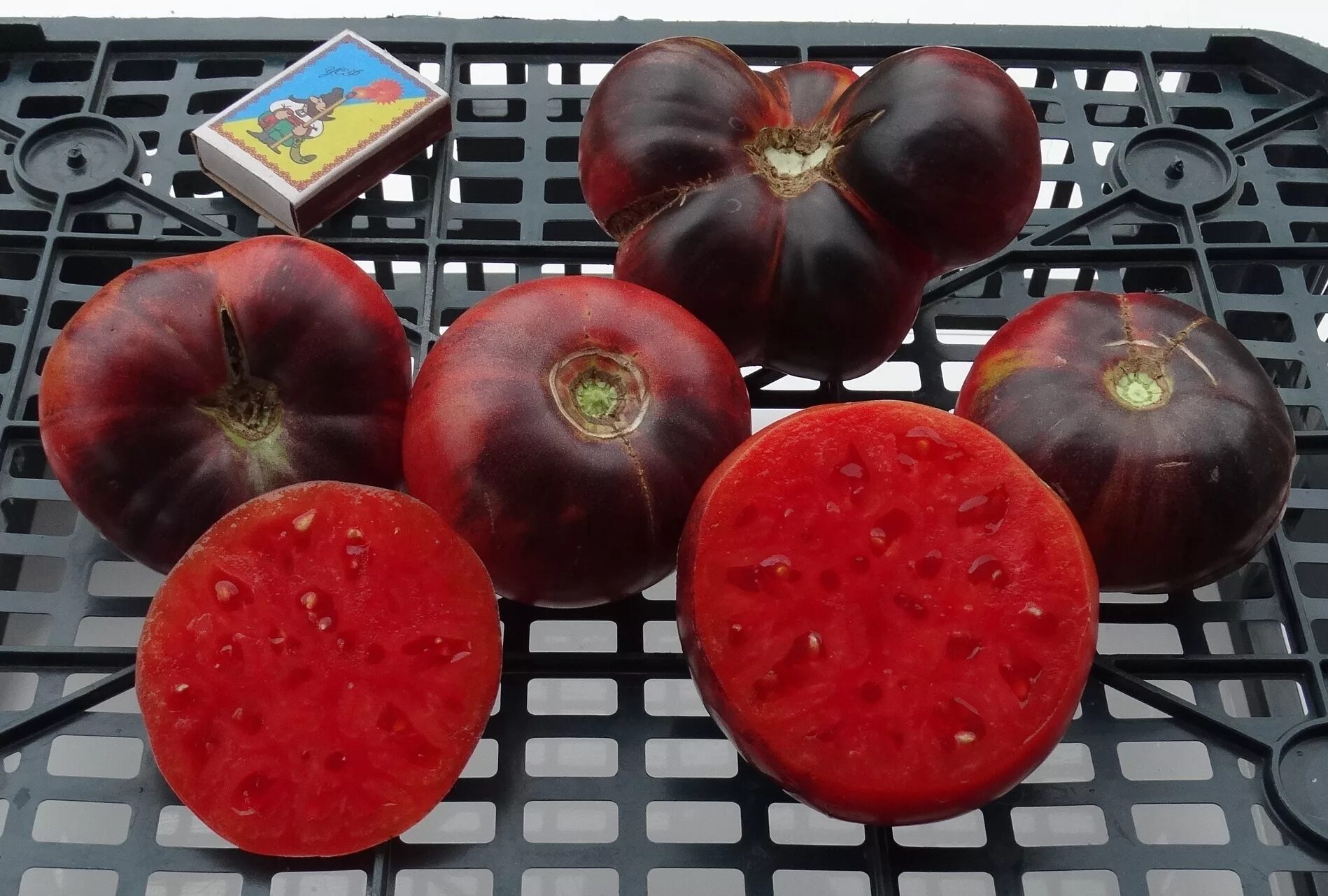 Томат голубая прелесть. Томат синяя красавица (blue beauty). Томат синяя бетти. Томат блу бьюти. Томат блу бетти.