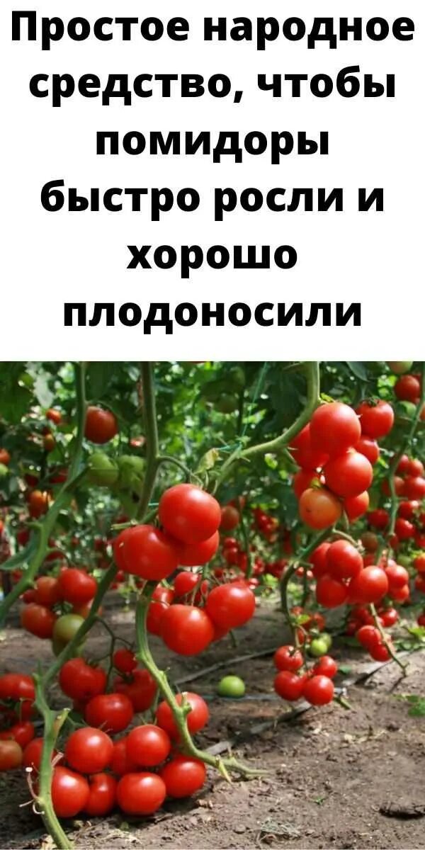 Чем подкормить помидоры чтобы быстрее росли. Томаты зреют в открытом грунте. помидоры в августе в теплице. чтобы помидоры росли быстрее. в открытом грунте созревшие помидоры.