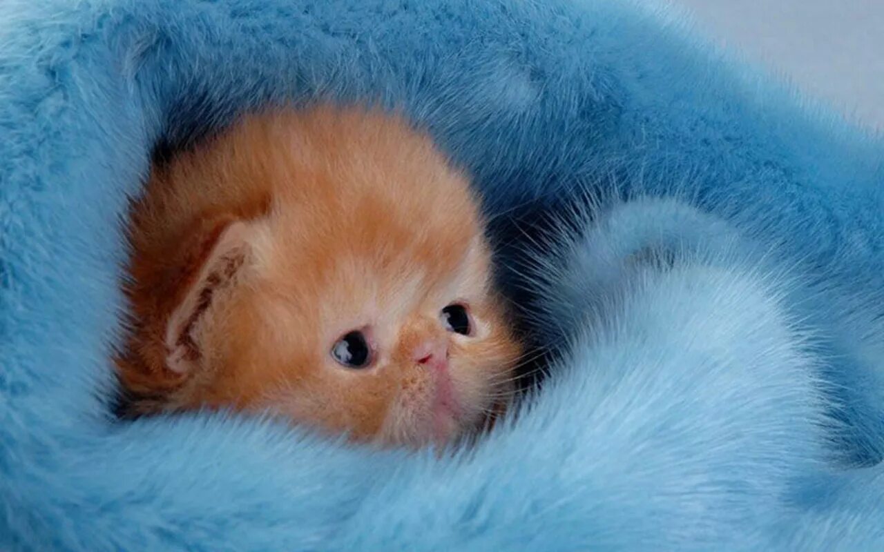 Включи самый лучший кот. Включи самый лучший кот