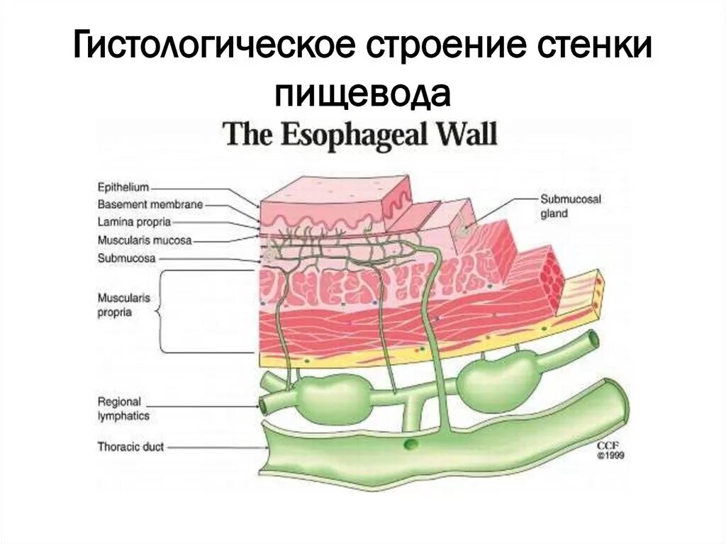 Клетки пищевода. Строение стенки пищевода рисунок. Гистологическое строение пищевода. Структура пищевода гистология. Строение стенки пищевода гистология.