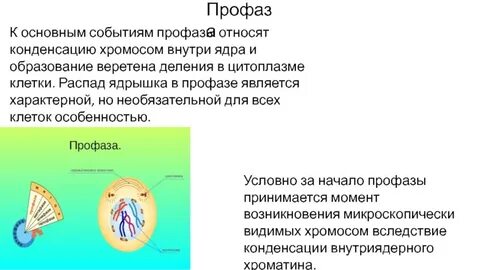 В профазе происходит
