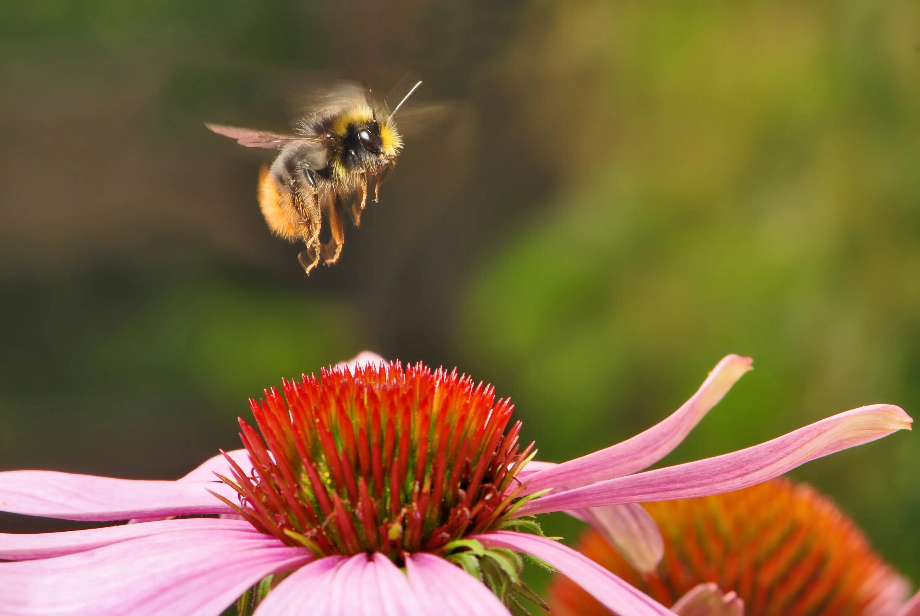 Жужжание звук слушать. Пчела на цветке. Пчела над цветком. Шмель над цветком. Шмель и пчела над цветком.
