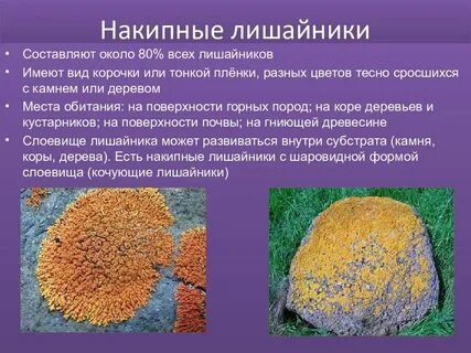 Грибы входящие в состав лишайников