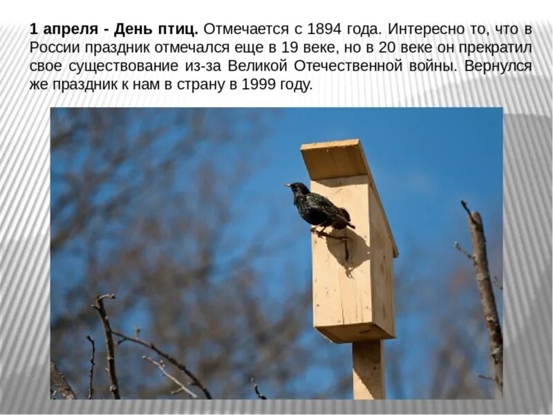 Международный день защиты птиц дата. Международный день птиц. Информация для детей день птиц. 1 апреля день птиц презентация. День птиц.