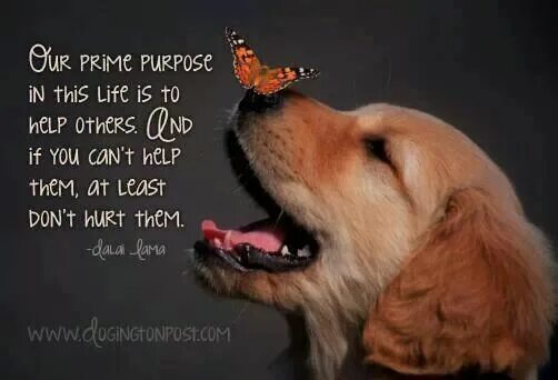 Pin on DOGS!