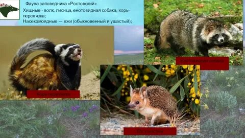 Животный мир дона