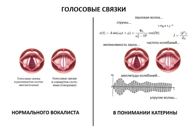 Как восстановить голосовые связки и охрипший. Колебания голосовых связок. Частота колебаний голосовых связок. Мышцы изменяющие голосовые связки.