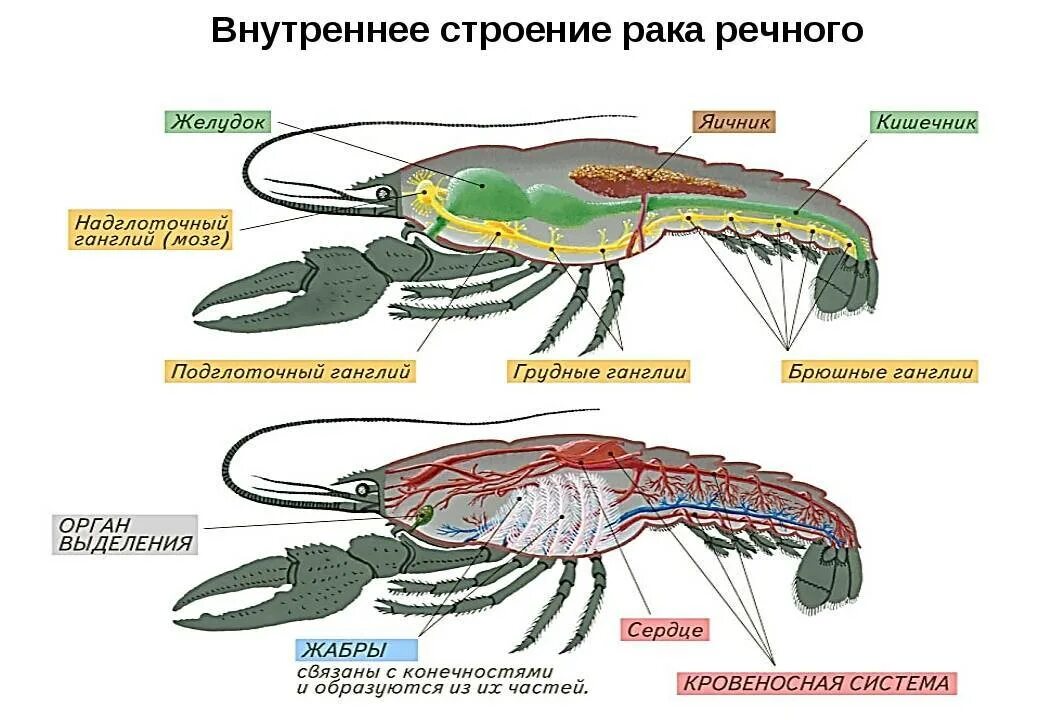 Речной рак дышит трахеями. Внешнее и внутренне строение ракообразных. Внешнее строение членистоногих схема. Внутреннее строение ракообразных. Кровеносная система насекомых и ракообразных.