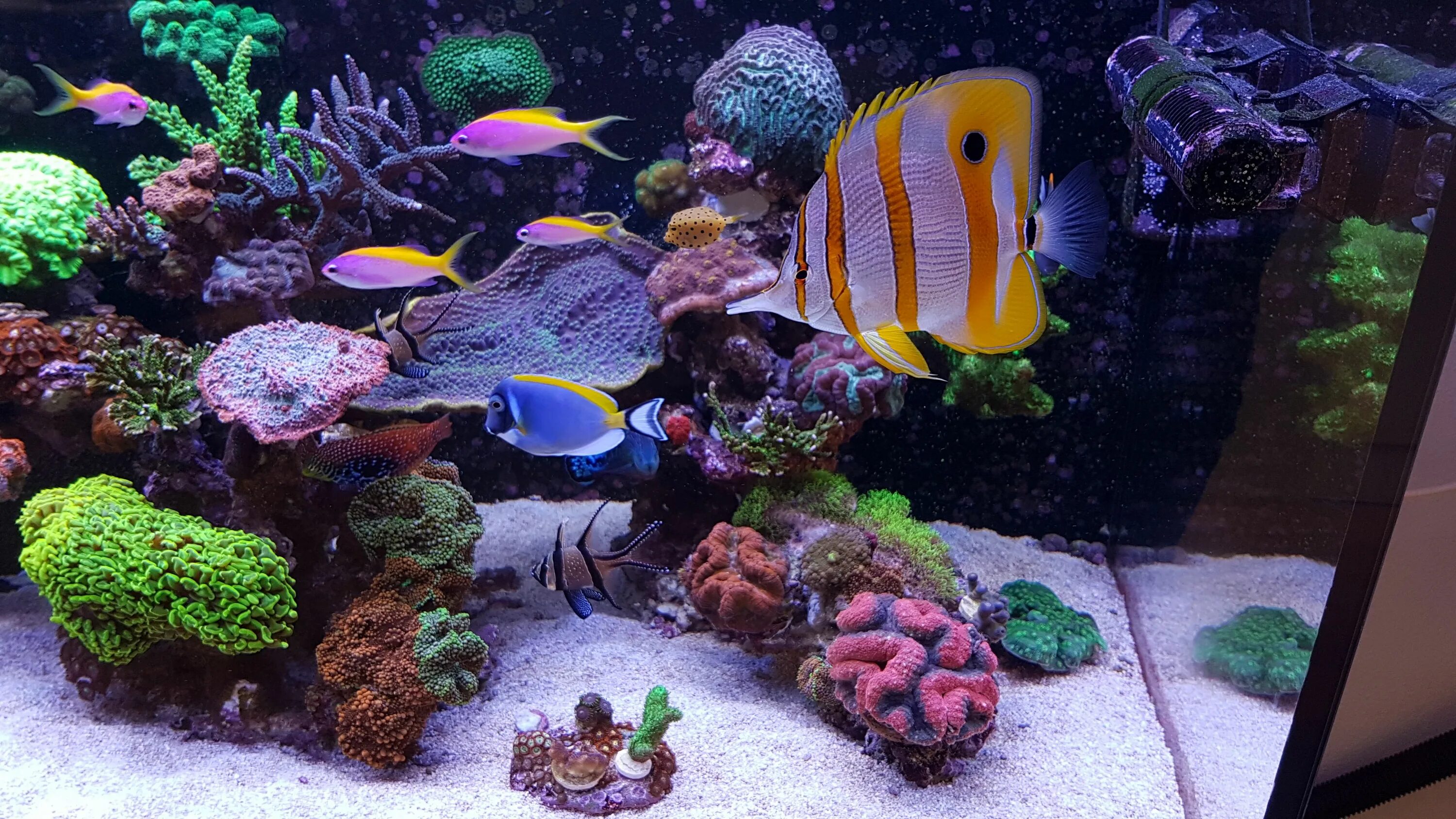 Marine aquarium. Аквариум. Морской аквариум. Рыбы в аквариуме. Рыбки для аквариума.