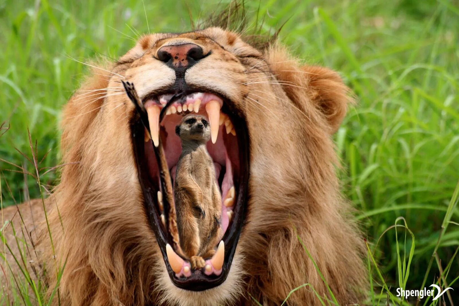 Пасла животных. Пасть Льва. Лев с открытой пастью. Зубы Льва. Лев Клыков.