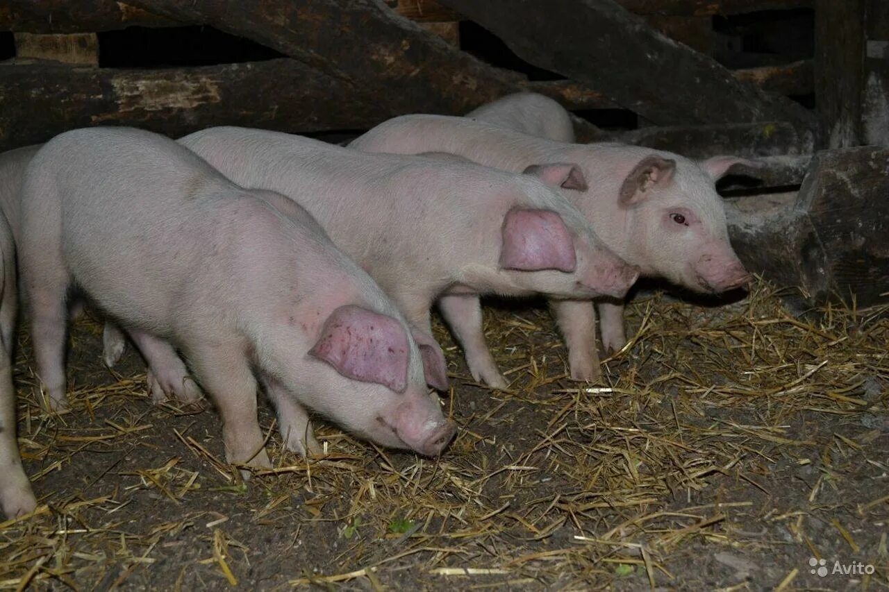Ландрас (порода свиней). Порода свиней датский ландрас. Поросята ландрас 2 месяца. Поросята ландрас 1,5 месяца. Продажа поросят в курской