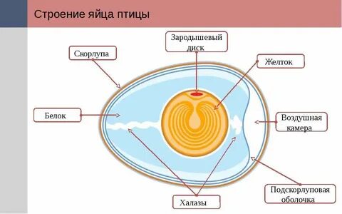 Подскорлуповая оболочка строение