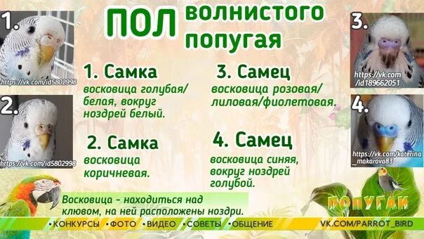Как определить девочку волнистого попугая. Как отличить пол волнистого попугая. как определить пол попугая волнистого. как различить пол попугая волнистого. как узнать под попугая.