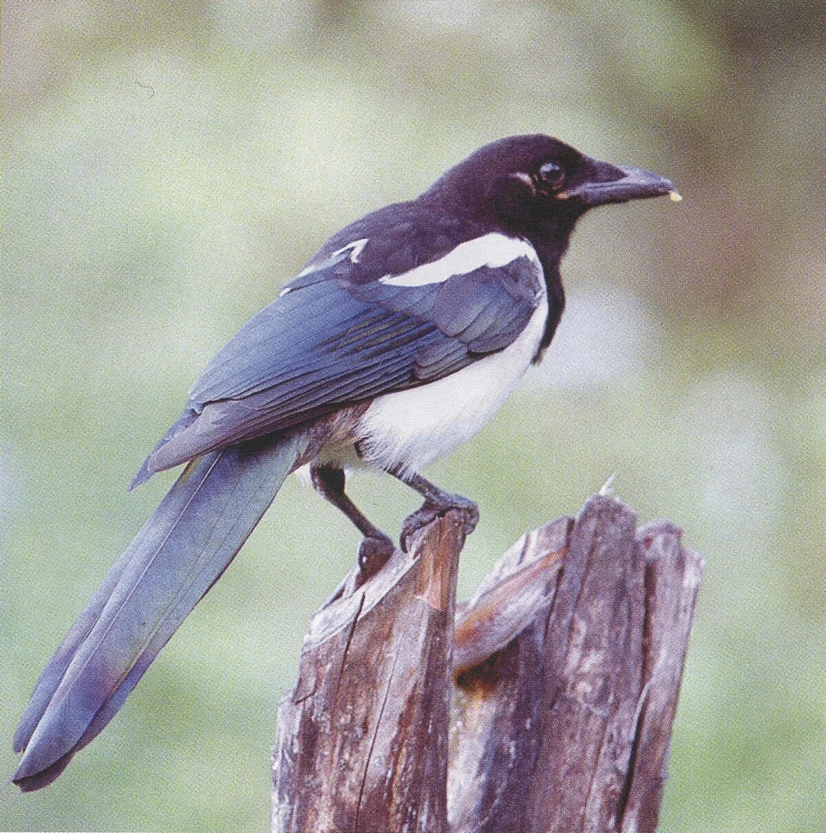 Коричневая сорока. Сорока обыкновенная. Мэгпай птица. Виды сорок. Сорока pica pica.